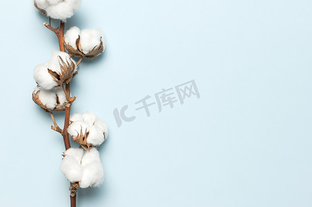 平铺漂亮的棉花枝条在蓝色背景上,顶视图复制空间.精致的白色棉花.浅色棉质背景.棉花生产