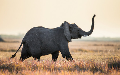 African elephant running in savanna