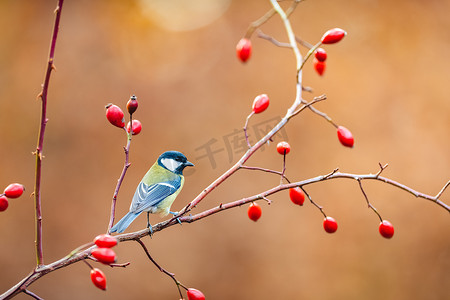 The Great tit (Parus major) on a dog rose branch looking for food. Rose hips in the background. Little songbird in the autumn atmosphere on a monochrome background.