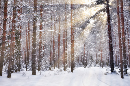冬景色摄影照片_冬天在松林里，树木被雪覆盖，一月在茂密的森林里，季节的景色
