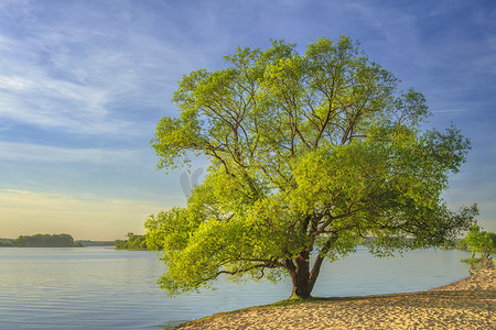 河湖界桩维护摄影照片_夏天傍晚, 湖岸边有一棵大树。河岸边景观自然风光, 枝繁叶茂树近水面。自然乡村夏季背景