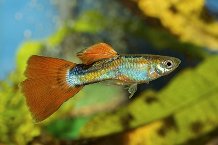 在一家水族馆的孔雀鱼鱼