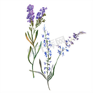紫色薰衣草花。在白色查出的野生的春天野花。在水族馆手绘薰衣草花。水彩背景插图.