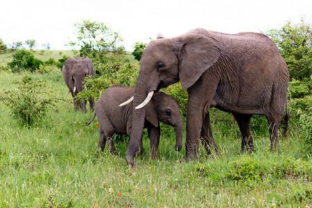 在肯尼亚的两只大象