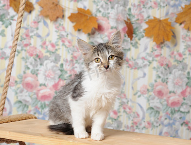 多彩的小猫坐在一块木板上。花墙和干秋天的落叶，在背景中