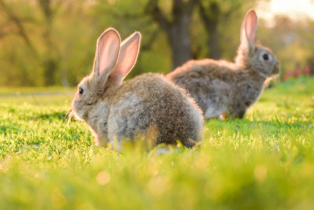 Cute baby rabbit on a green lawn sunshine. Little rabbit on green grass in summer day