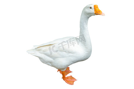 easy摄影照片_White goose isolated on white background. File contains with clipping path so easy to work.