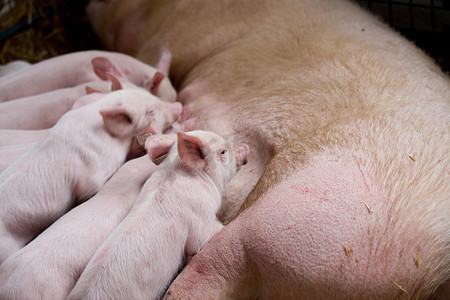 哺乳纲夜行性动物摄影照片_母猪与仔猪护理