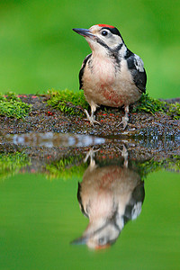 大斑点啄木鸟, 详细描述鸟头与红色盖帽, 黑白动物在森林栖所, 清楚的绿色背景, 反射在水中, 德国的详细画像。欧洲野生动物