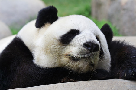熊猫飞云摄影照片_睡熊猫