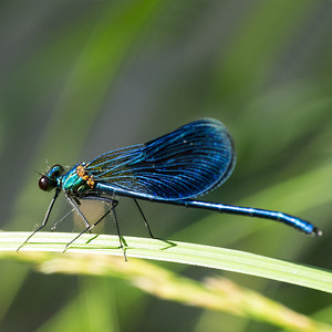 卡洛普特里克斯斑纹蜻蜓是属于卡洛普特里格斯科的一种蜻蜓，在森林的草地上栖息着一只蓝色蜻蜓