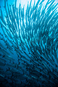 一张照片摄影照片_潜水员拍一张照片视频后珊瑚巴厘岛印度尼西亚水肺潜水