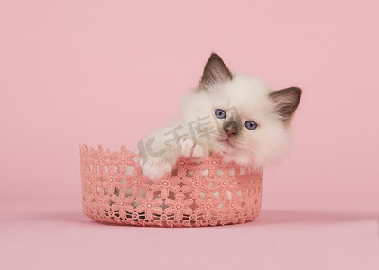 花边摄影照片_可爱的 6 周龄破布娃娃宝贝猫和蓝色的眼睛，躺在粉红色的背景上看着相机粉红色花边篮子