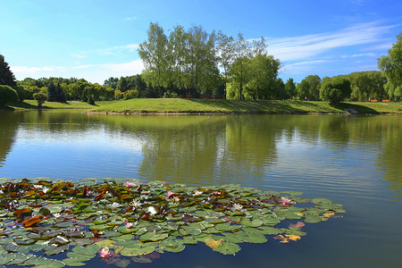 水百合摄影照片_城市公共公园池塘在夏天。水百合园池景观观.