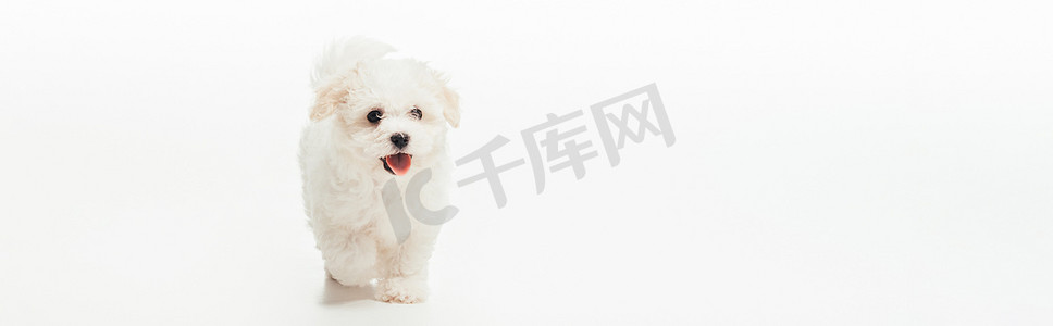 panoramic shot of cute Havanese puppy on white background 