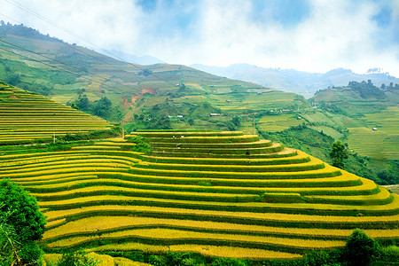 越南延拜木仓柴田梯田上的稻田。西北的稻田准备收获。越南的风景.