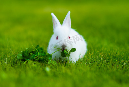 嫦娥小兔子摄影照片_有趣的婴儿白色兔子