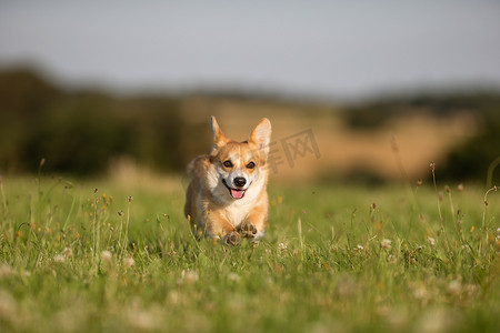 柯基犬摄影照片_威尔士柯基犬图片狗