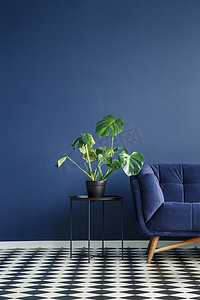 一个黑暗的沙发旁边的一个龟背竹美味植物站在桌子上反对单色海军蓝墙在当代客厅内部。棋盘地板。复制空间。真实照片