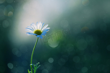 椭圆形不规则图形摄影照片_一朵美丽的小花