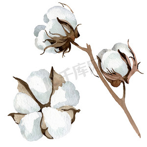 白棉花卉植物花。水彩背景插图集。隔离棉插图元件.
