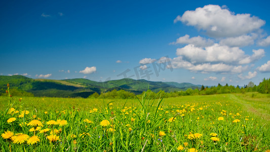春天黄色蒲公英摄影照片_在春天山区草地上黄色蒲公英