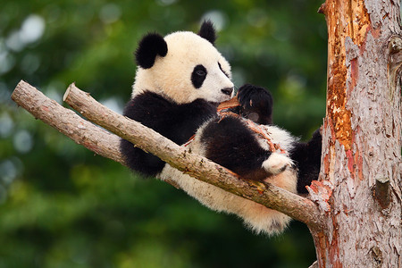 树上的熊猫熊