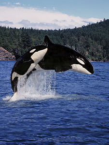 Killer Whale, Orcinus orca, Mother and Calf Leaping,加拿大 
