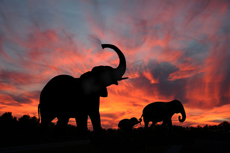 和牛摄影照片_大象享受上塞伦盖蒂的壮观日落