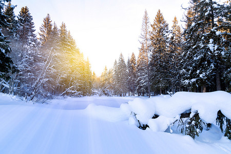 你在北方的摄影照片_美丽的冬季风景，北方的阳光在森林里
