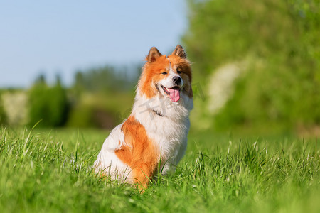 一张可爱的小狗坐在草地上的照片