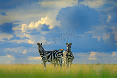 斑马与蓝色风暴天空。波比斑马, 马斑驴 burchellii, Nxai 泛国家公园, 博茨瓦纳, 非洲。在绿色草地上的野生动物。野生动物自然, 非洲野生动物园.