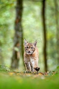 年轻的山猫在绿色森林。大自然的野生动物场景。漫步欧亚山猫, 动物行为在栖息地。来自德国的野生猫幼崽。野生山猫之间的树木。秋草狩猎食肉动物.