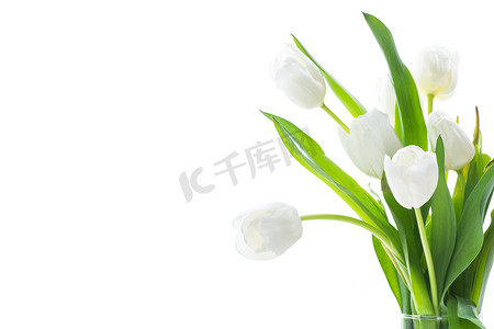 美丽的白色郁金香花，背景为白色