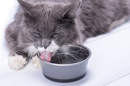 一只贪婪的灰猫，坐在白色的背景上，旁边是一碗水和饮用水.