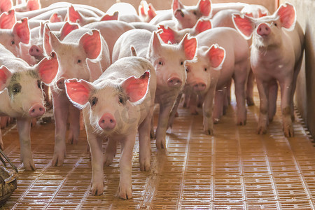 工业用猪孵化场吃肉