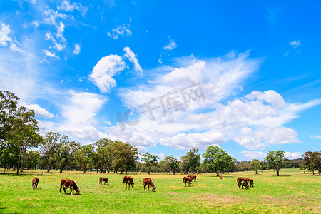 澳大利亚南部阿德莱德山地区的一个奶牛饲养场放牛