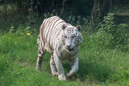 空旷草原摄影照片_白老虎秸秆通过在印度的老虎保护区的草地.