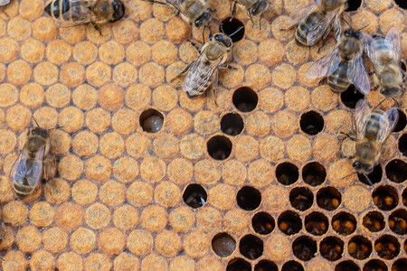 蜜蜂在蜂窝上筑巢.孵育幼蜂、蛹、幼虫、蜂蛋.