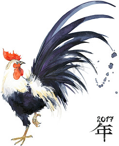 Chinese摄影照片_Rooster. Rooster Year. 2017 Chinese New Year of the Rooster. Watercolor Illustration. Rooster Chinese Painting. New Year card. 