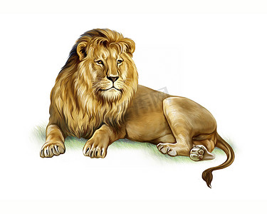 草丛中的雄狮，写实的图画，动物大草原百科全书的插图，白色背景上孤立的图像