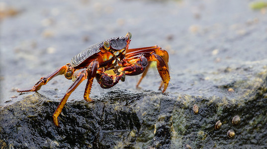 Isolated Grapsus Albolineatus crab on a wet lava rock on the sea shore close-up photo.