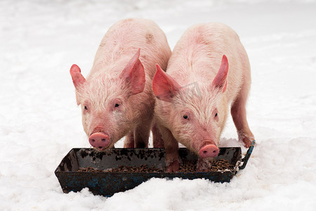 两只猪摄影照片_两只猪在雪地上