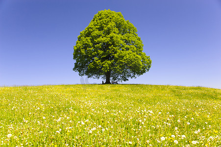 单大椴树在田间与完美的树梢