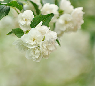 美丽的白色茉莉花