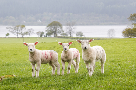 三个可爱的小羊羔，在某一行上