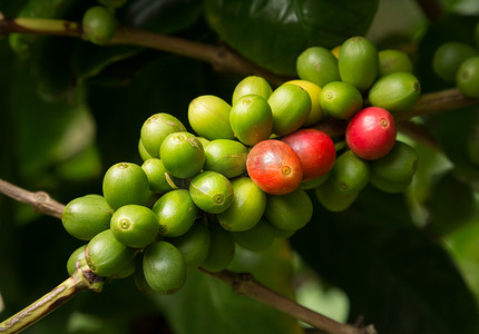 夏威夷科纳咖啡红豆树生长在种植园在上 