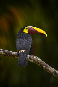 寡妇，森林里的小鸟。在热带雨中，栗子任务的图肯人坐在树枝上，背景是绿色的丛林。大自然的野生动物场景。Swainson's toucan, Raąstos ambiguus swainsonii,哥斯达黎加