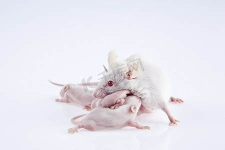 白色的实验室小鼠母亲带着小狗，是九天上白色孤立