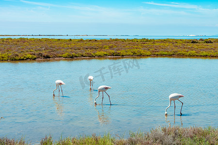 海湾里的火烈鸟湿地放松背景。西班牙埃伯德尔塔美丽的五彩斑斓的风景.度假探险。草，泻湖和鸟类。世界上独特的动物.
